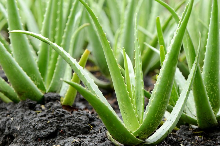 Aloe vera : కలబందలో ఇన్ని అద్భుత ఔషధ గుణాలున్నయన్న సంగతి తెలుసా.. 