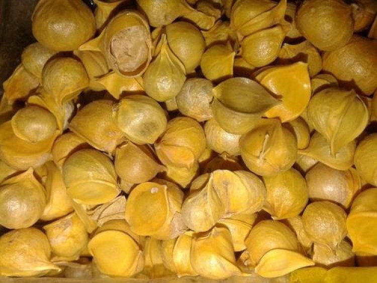 Himalayan garlic : హిమాలియన్‌ వెల్లుల్లితో షుగర్ కంట్రోల్‌ చేయొచ్చట.. ఇంకా ఎన్నో లాభాలు.. 