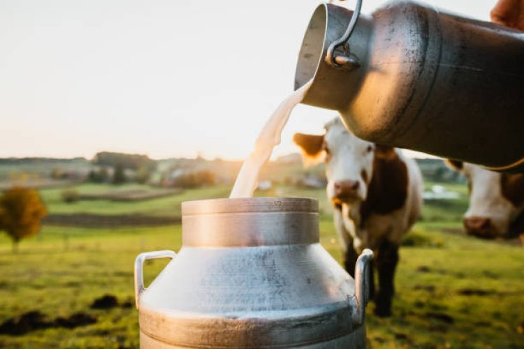 Cow milk : ఆవు పాలు తాగితే ఎత్తు పెరుగుతారా..? ఇందులో నిజమెంత